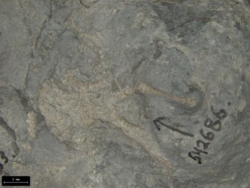 Aplocoma damesii