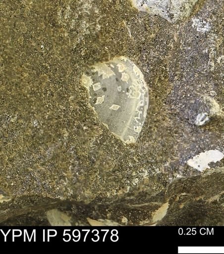 Limopsis striatopunctatus