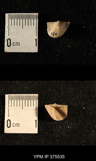 Chonetes granulifer