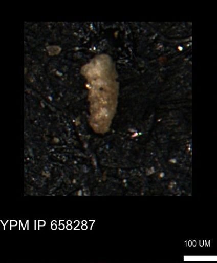 Verneuilinoides kansasensis