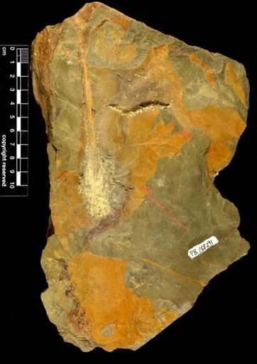Aneurophyton