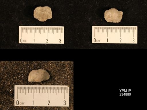 Marginifera fragilis