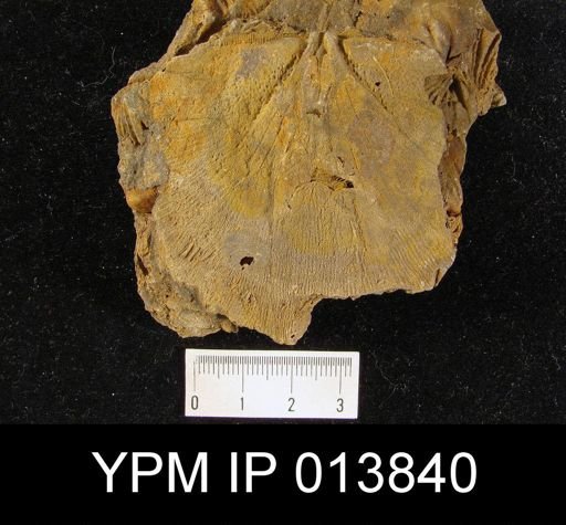 Mesoleptostrophia explanata