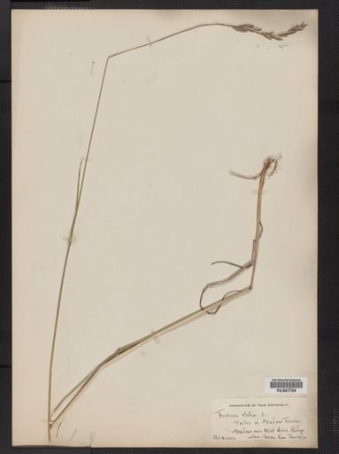 Festuca elatior