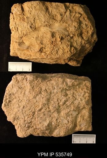undet. Fenestellidae; crinoid fragments and