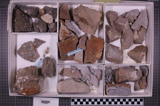 mixed taxa, stratigraphic collection