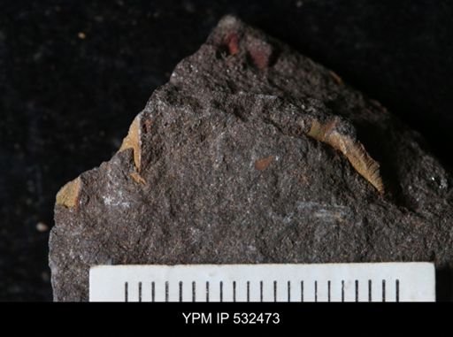 undet. Echinodermata
