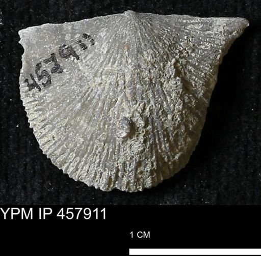 Strophodonta sp.