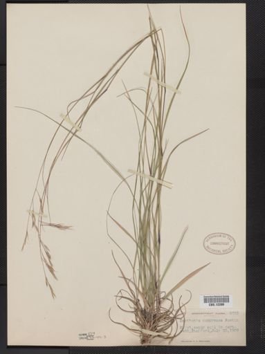 Danthonia compressa