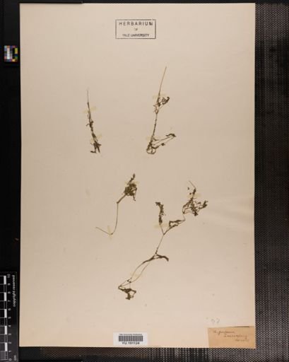 Plantae