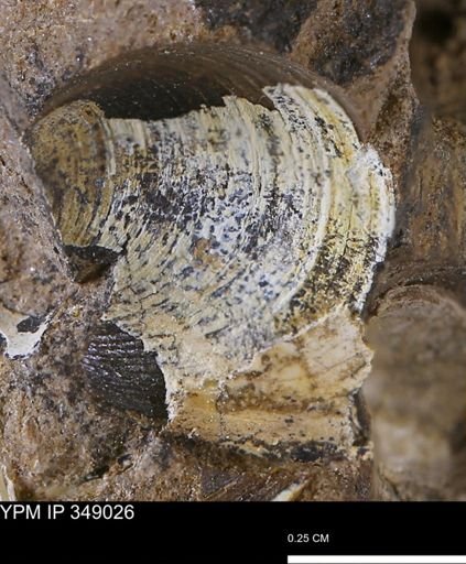 Limopsis striatopunctatus