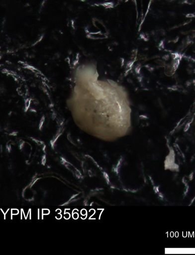 undet. Foraminiferida