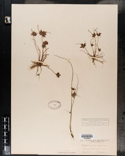 Cyperus diandrus