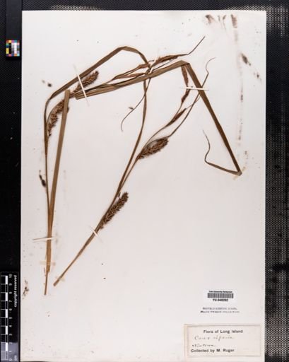 Carex lacustris