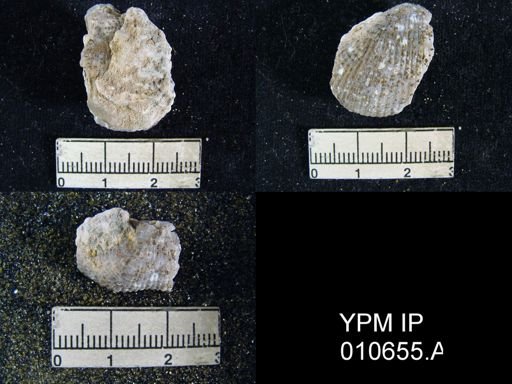 Productus hessensis