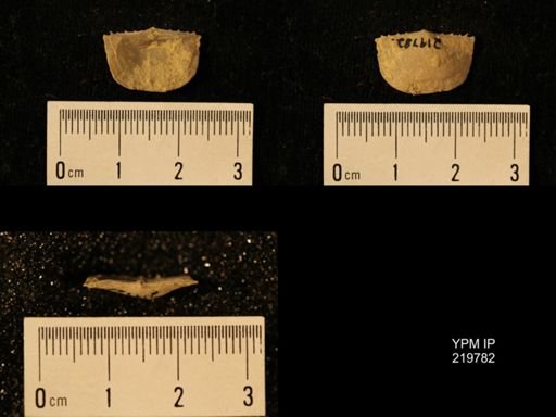 Chonetes granulifer