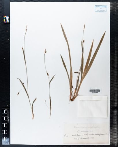 Carex laxiculmis