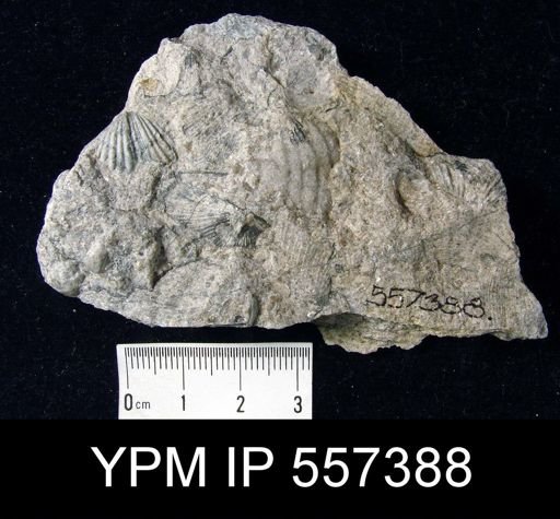 undet. Brachiopoda