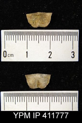 Chonetes cf. verneuilianus