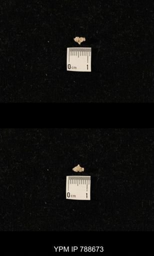 taxon undetermined