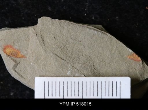 undet. Synziphosurina