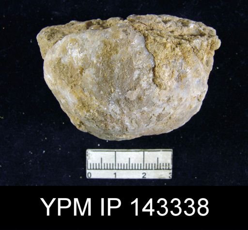 Martiniopsis inflata