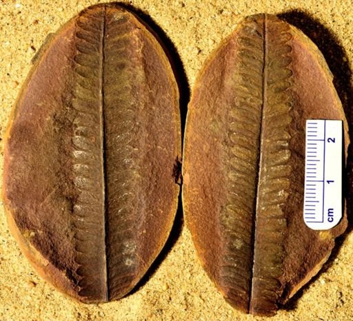 Pecopteris