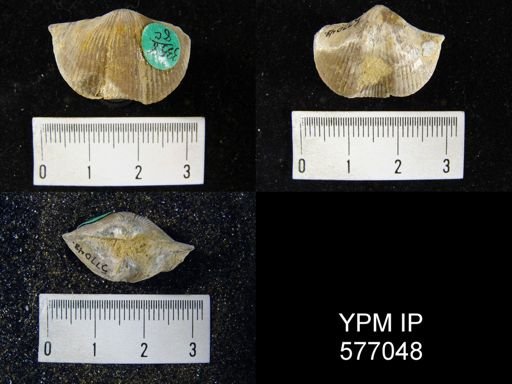 Spirifer whitneyi