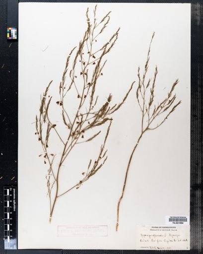 Asparagus officinalis