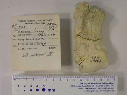 Teleoceras fossiger