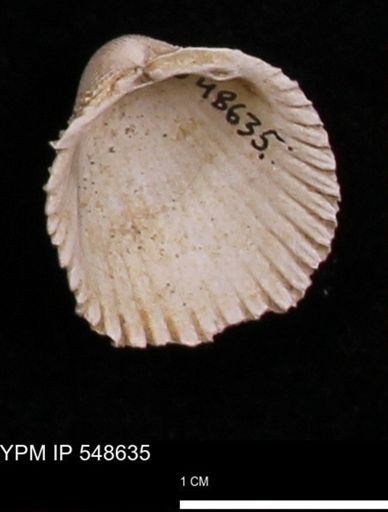 Trachycardium emmonsi