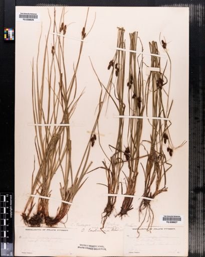 Carex caroliniana