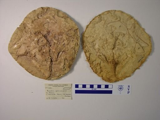 Phareodus queenslandicus