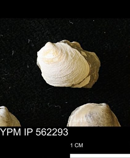 Limopsis striatopunctatus