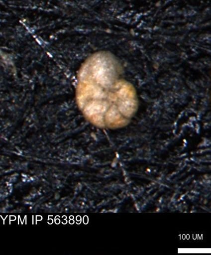 Alveolophragmium linki