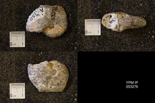 Discoscaphites conradi