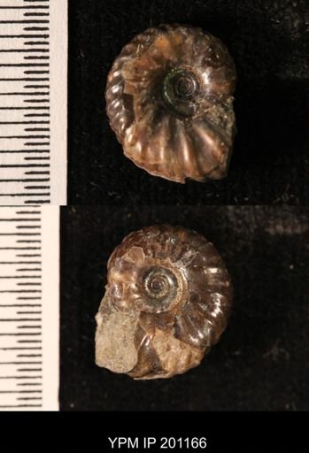Hoploscaphites comprimus