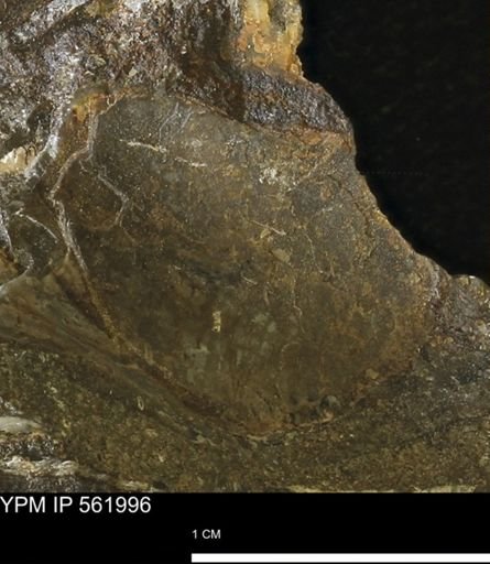 undet. Bivalvia