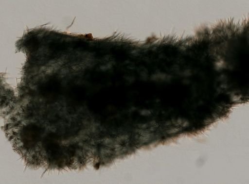 Terpios fugax