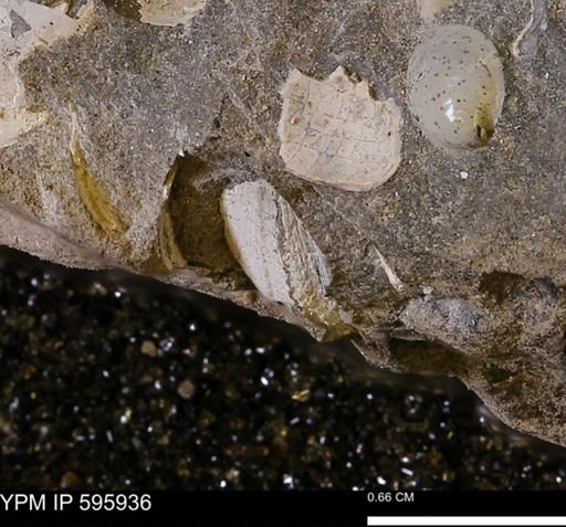 undet. Bivalvia