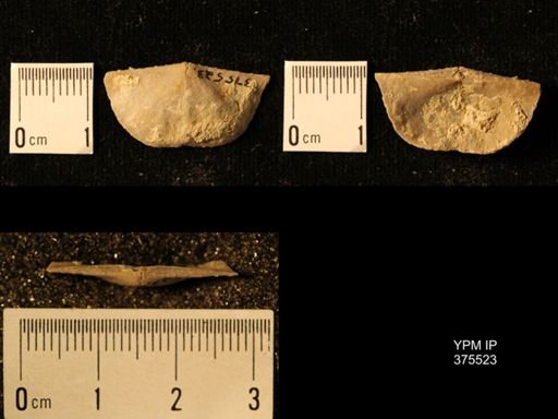 Chonetes granulifer transversalis
