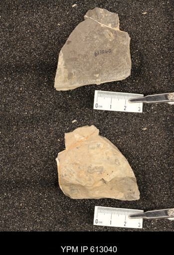 Clioscaphites vermiformis