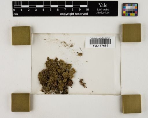 Plantae