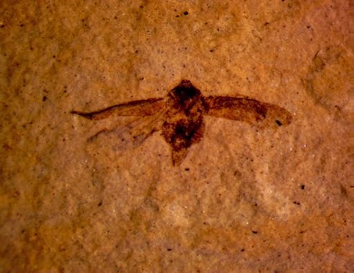 undet. Hemiptera