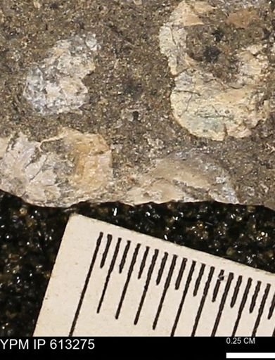 Scaphites sp.