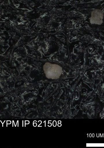 undet. Foraminiferida