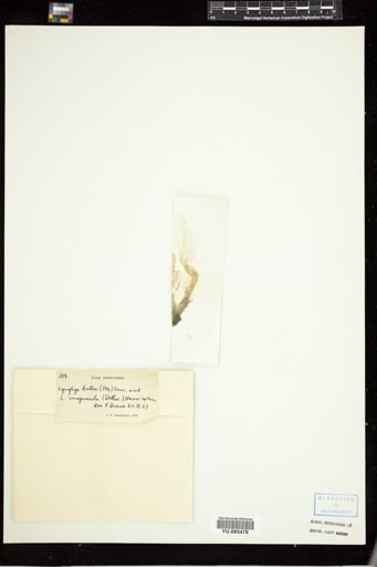 Lyngbya lutea