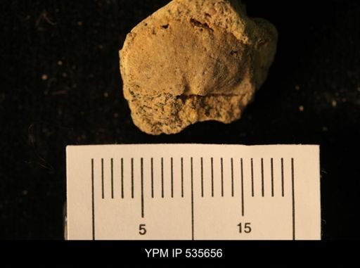 Billingsella coloradoensis