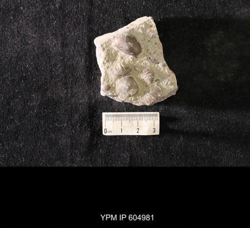 Plectambonites glabra