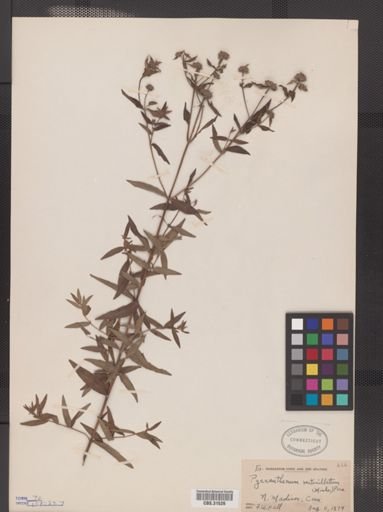 Pycnanthemum verticillatum
